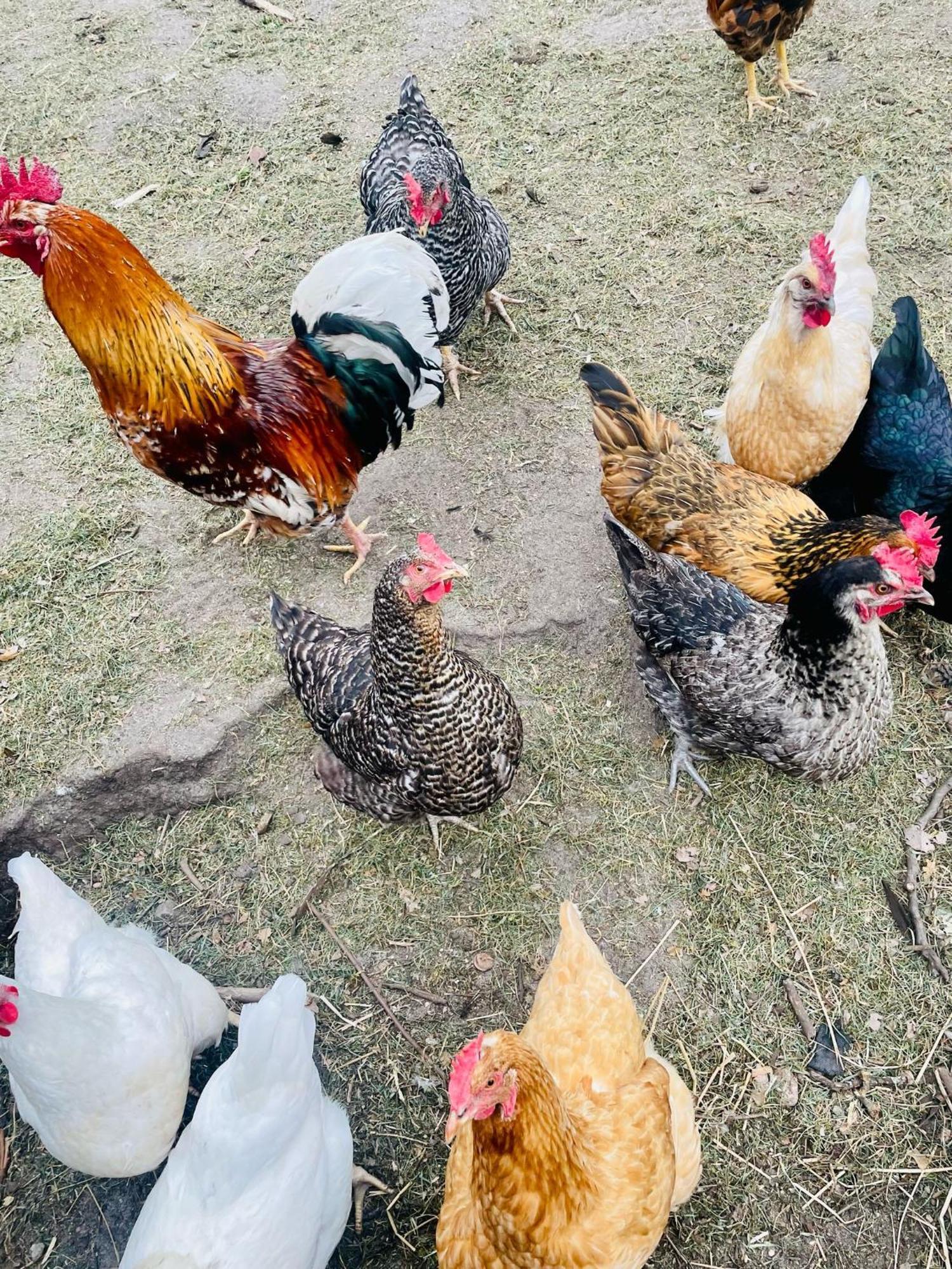Ferienwohnung Schaeferhof, Die Natur Vor Der Haustuere Cottbus Eksteriør bilde